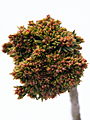 Picea abies Wichtel IMG_4775 Świerk pospolity